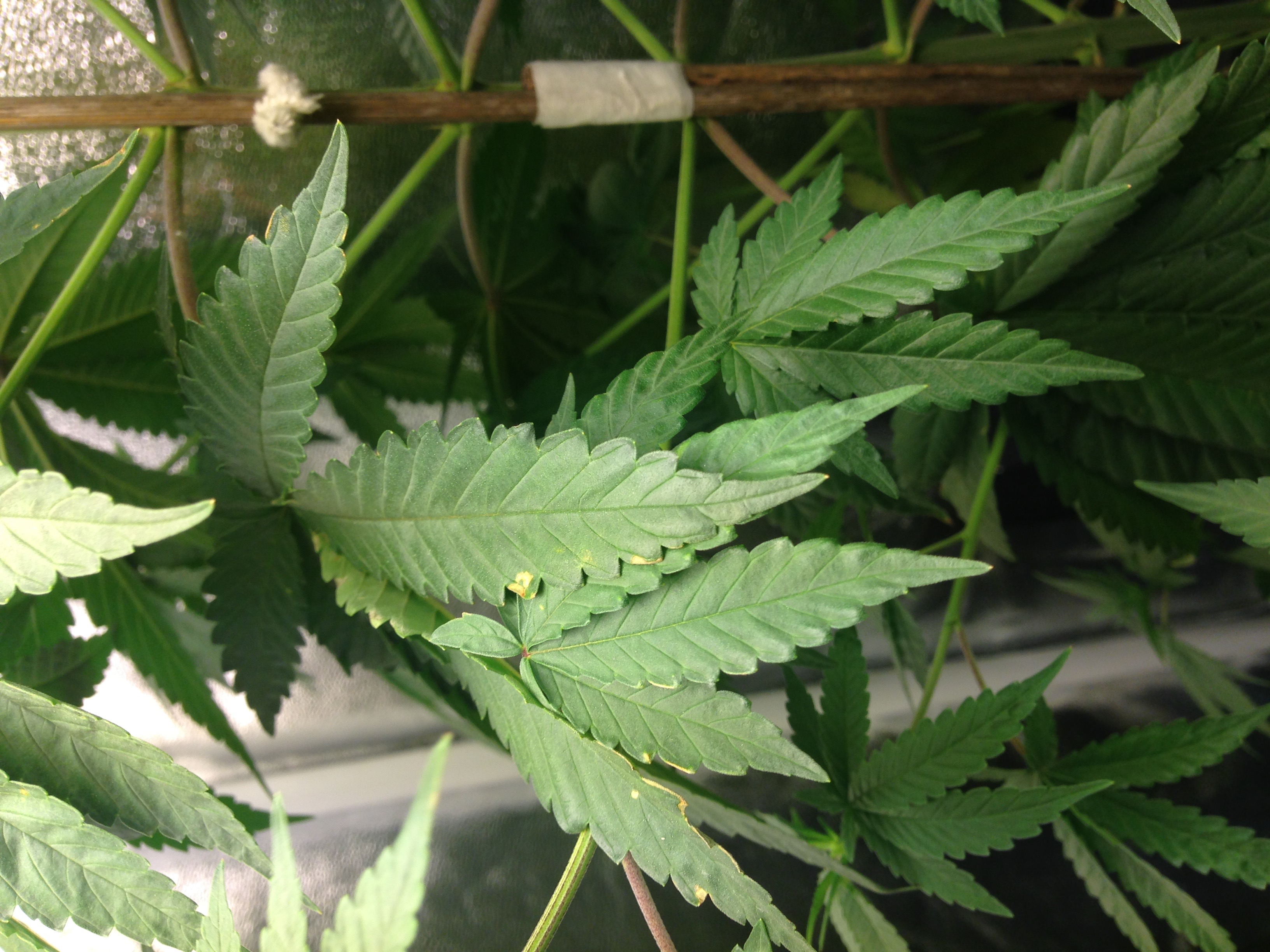 White Widow leaf, middel