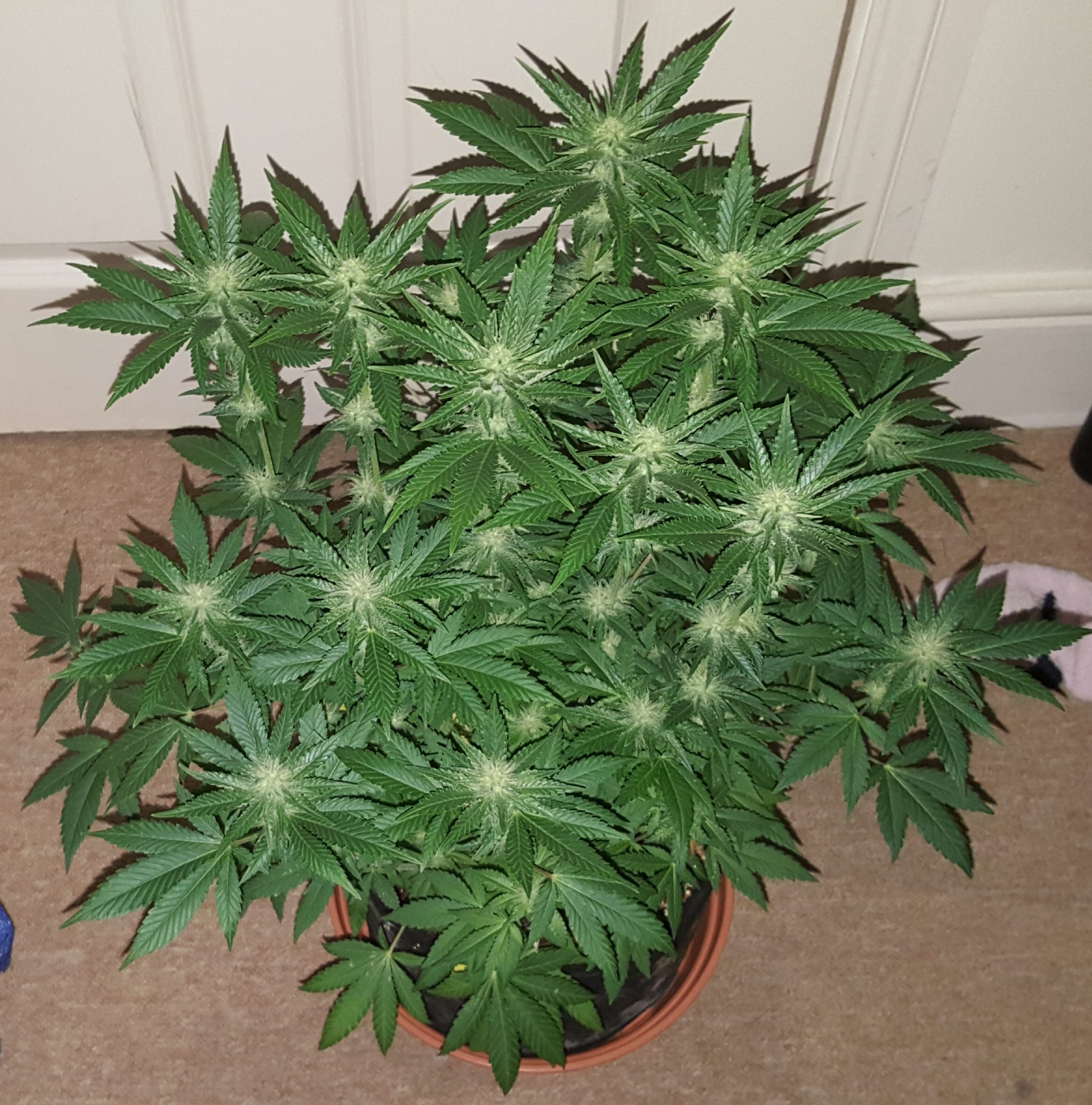 White widow (photoperiod)