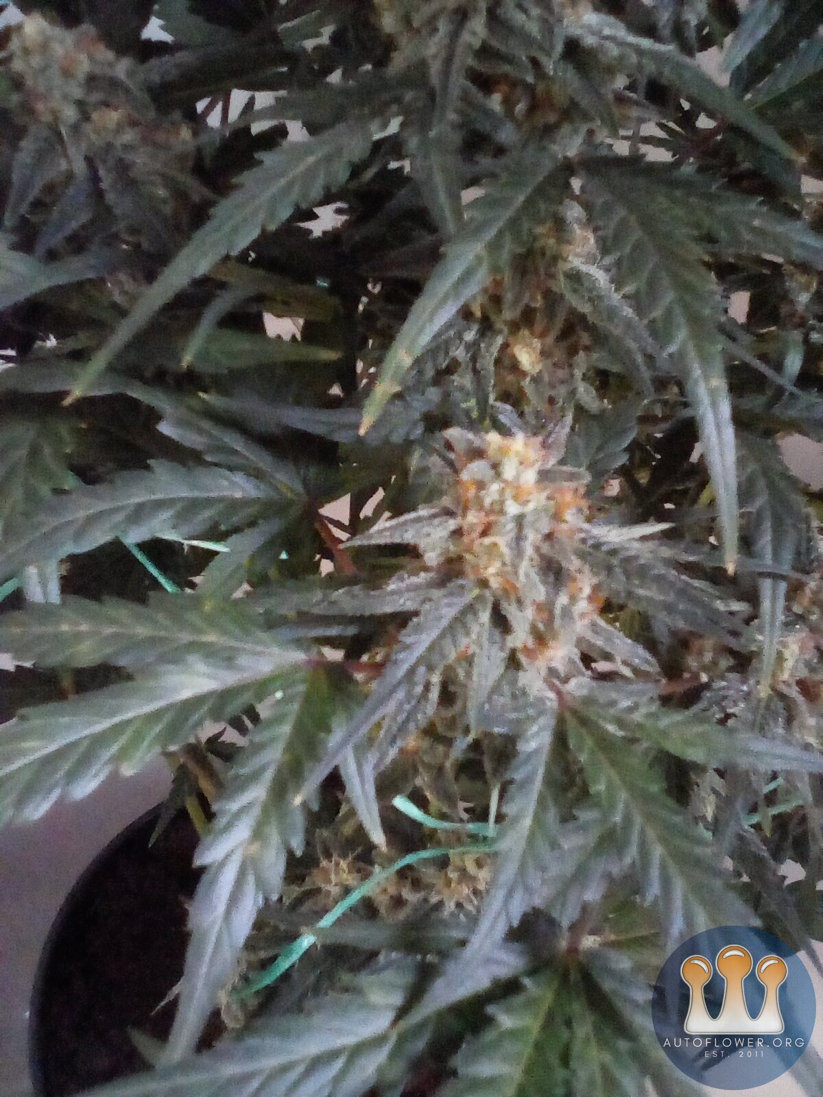 White widow x cheese x chronic 51days