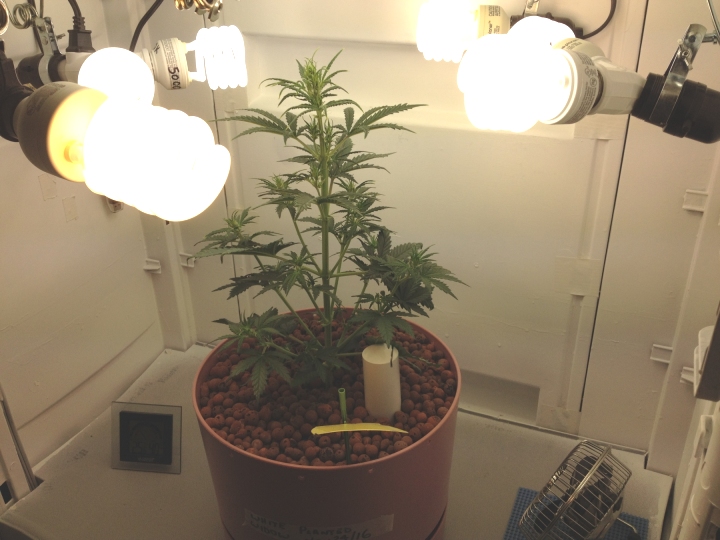 WhiteWidow_PlantA_25Days_Small