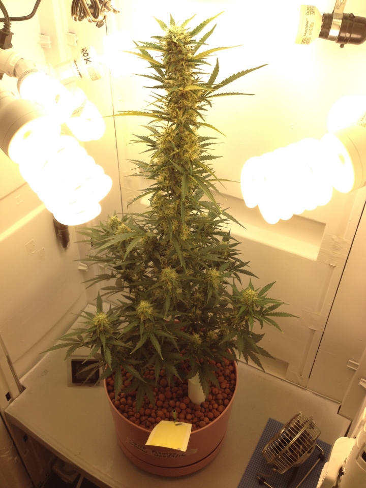 WhiteWidow_PlantA_55DaysB_small