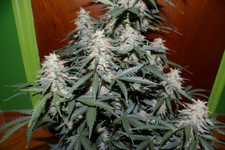 WhiteWidow_PlantA_75DaysC_Small