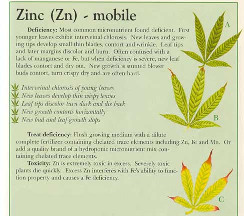 Zinc-info-marijuana