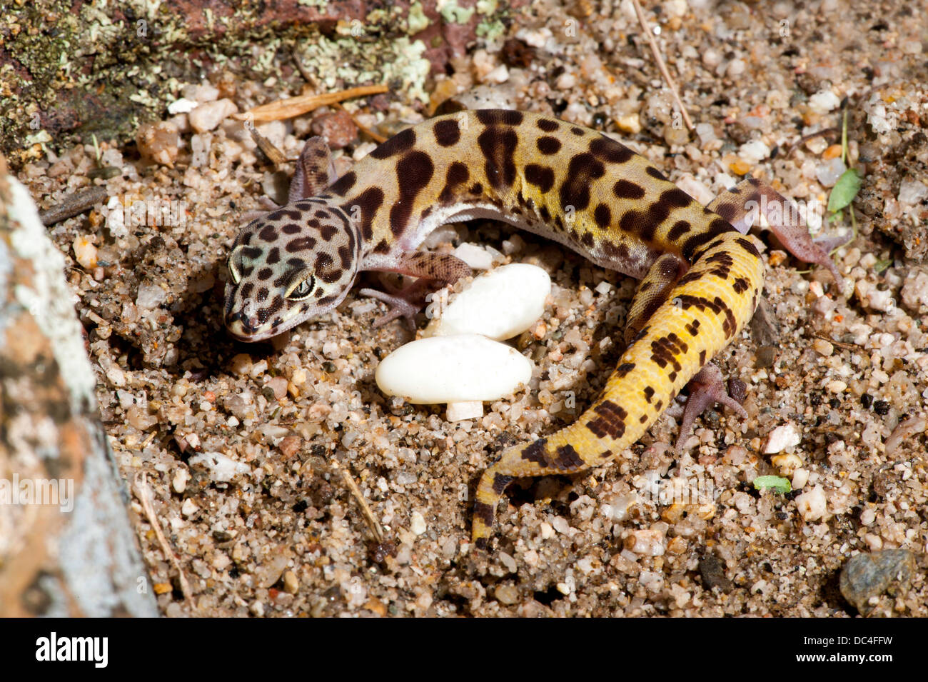 western-banded-gecko-coleonyx-variegatus-tucson-pima-county-arizona-DC4FFW.jpg