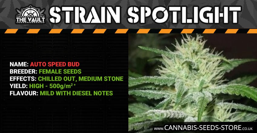 Strain_Spotlight_Auto_Speed_Bud.jpg