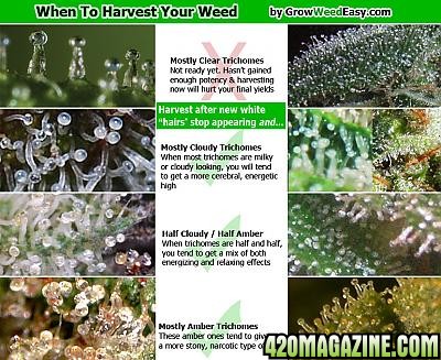 trichomes_colors_harvest.jpg