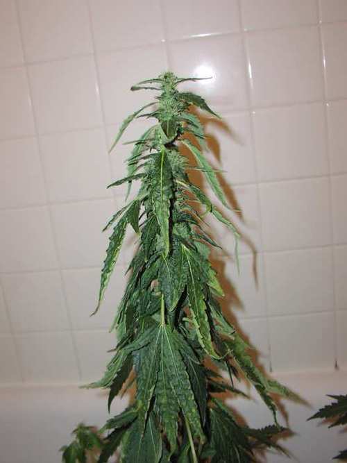 underwatering-marijuana-plant.jpg