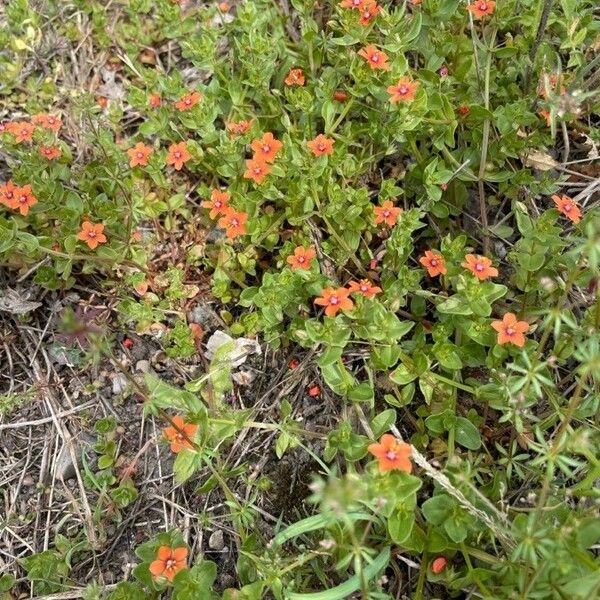 Lysimachia arvensis Flower