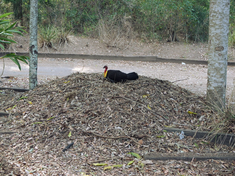 bush-turkey.jpg