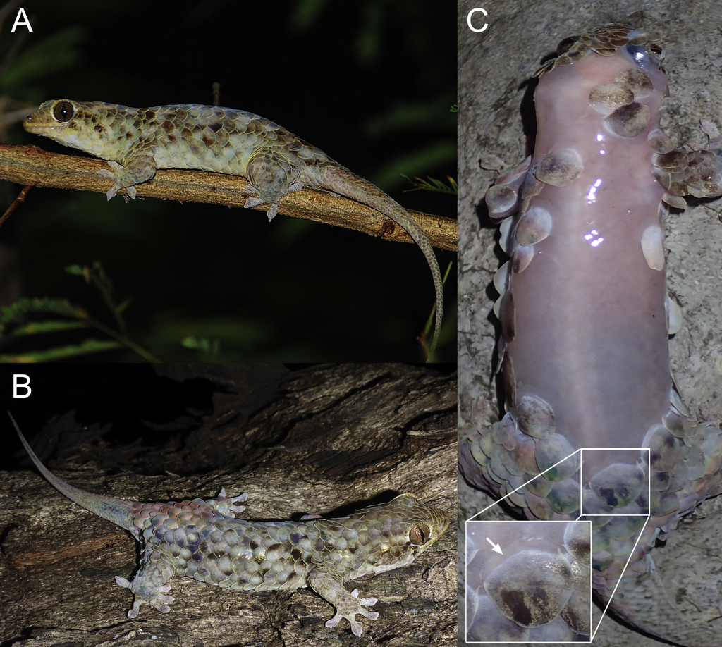 1024px-Geckolepis_megalepis.png