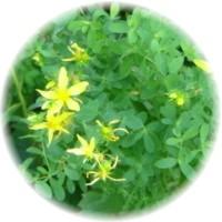 herbs_st_johns_wort.jpg