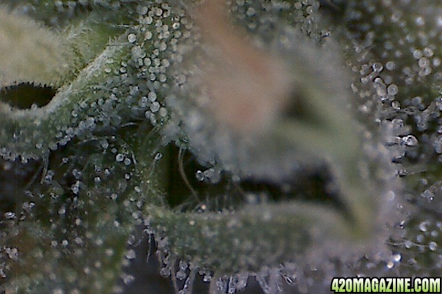 Trich031.jpg