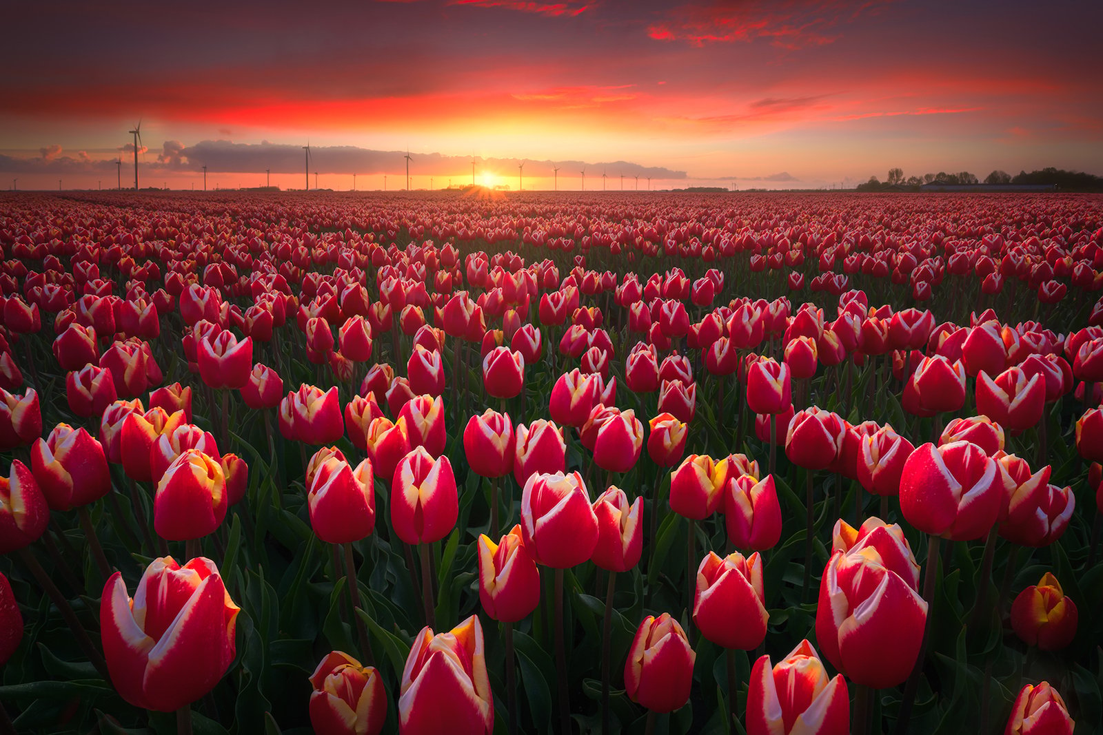 Endless-Tulips.jpg