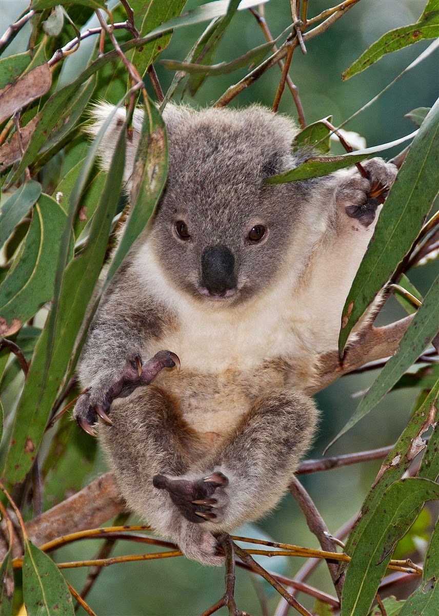 Koala_with_young_joey_in_pouch.jpg