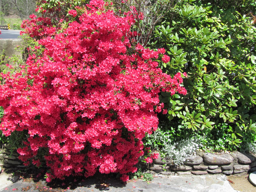 pink_azalea_bush_by_skitzosbaby-d4z67id.jpg