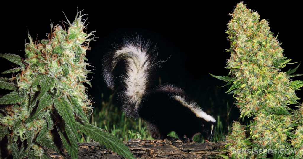 What-is-skunk-a-beginners-guide-1024x540.jpg