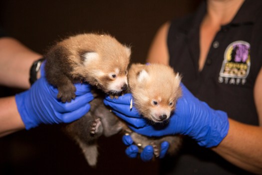 denverzoo-org-red_panda_cubs_01.jpg