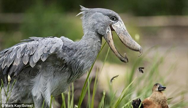 Mark Kay/Solent Shoebill White stork bird beak fauna stork ciconiiformes