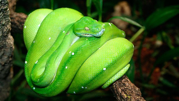 green-tree-python-Morelia_viridis.jpg