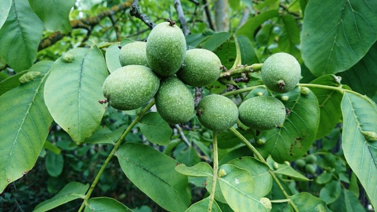 Walnuts