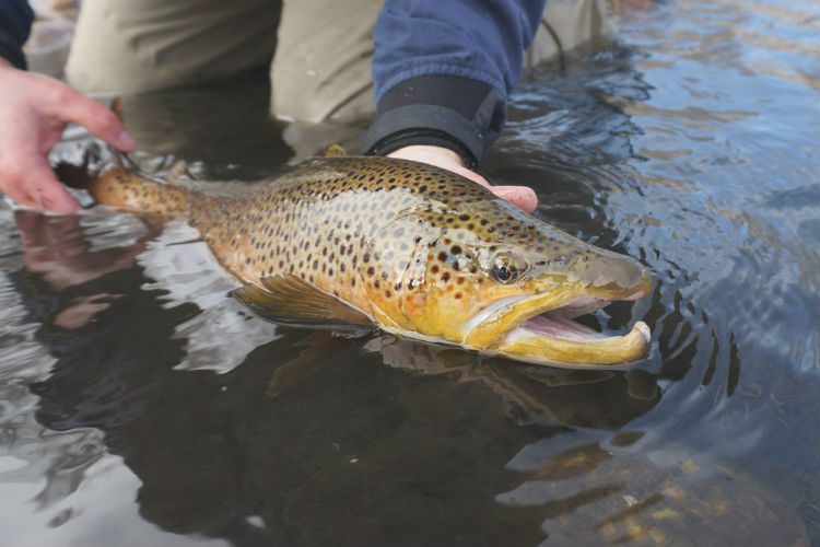 big-brown-trout.jpg