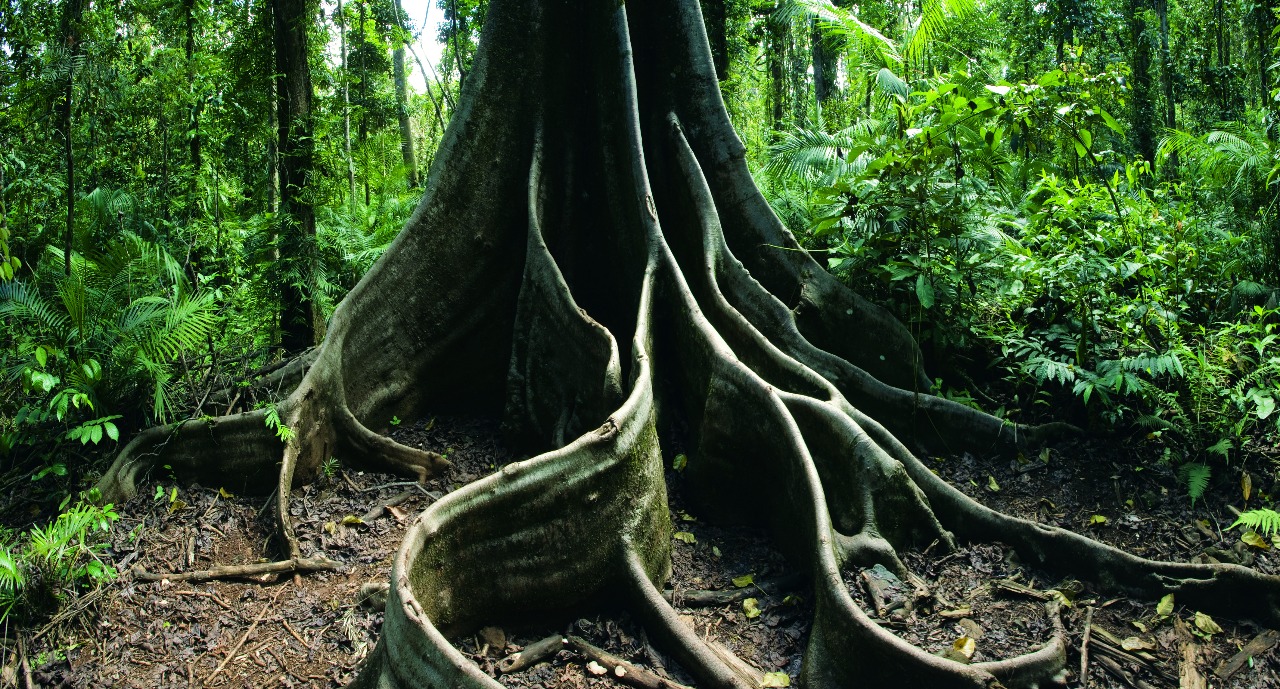 daintree-rainforest-19587_1280x689.jpg