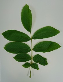 Walnut leaf