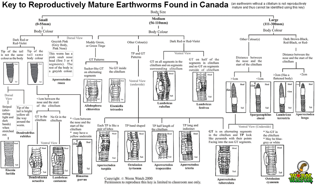 taxonomic_key.png