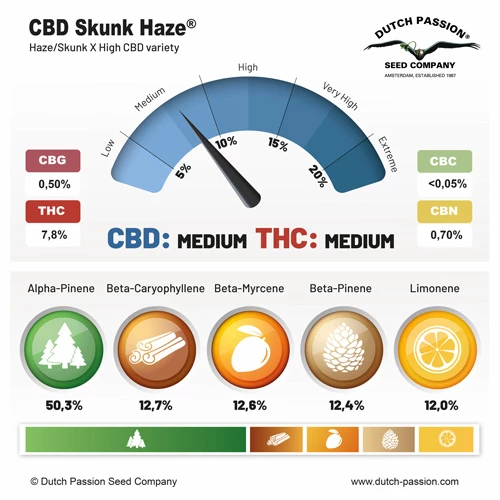 cbd-skunk-haze-terpenes-and-cannabinoids-dutch-passion-cannabis-seed-company_1.webp