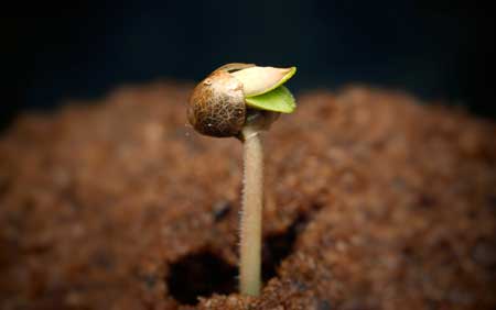 cannabis-seedling-just-emerging-shell-sm.jpg