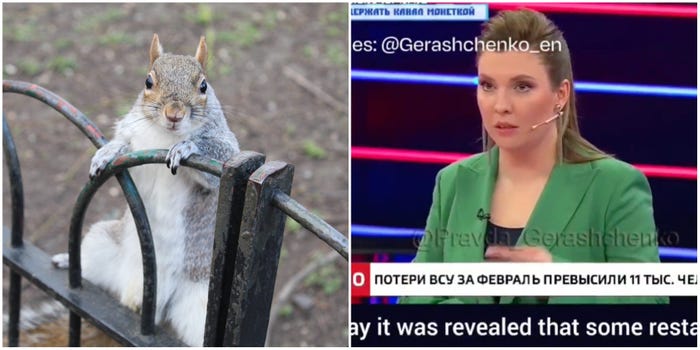 A composite image showing a grey squirrel on the left and Russian state Tv host Olga Skabayeva on the right.