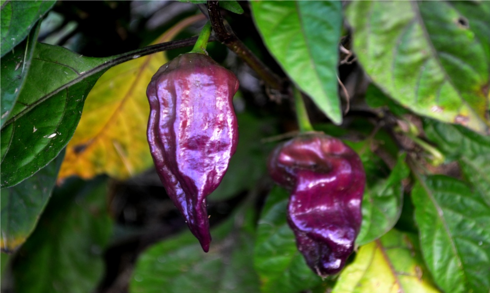 Purple_Bhut_Jolokia_Ghost_Pepper.jpg