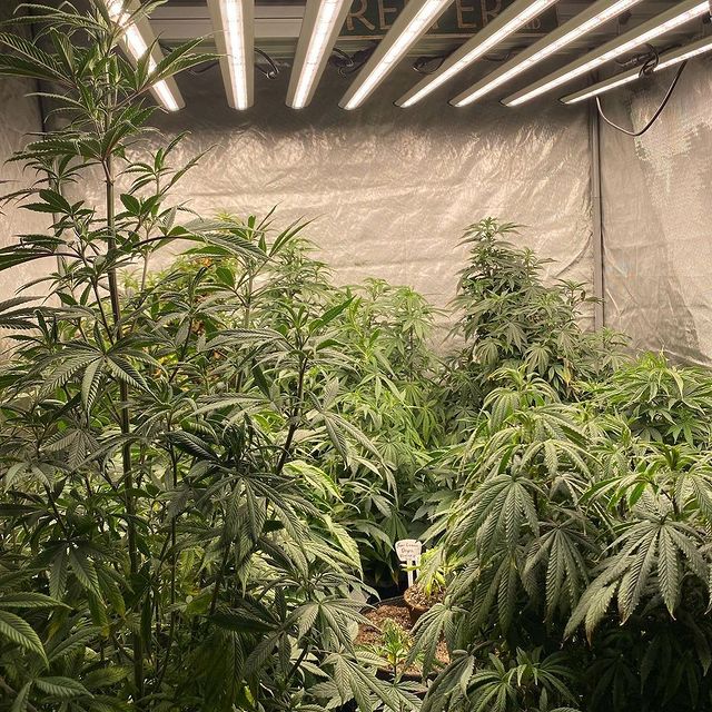 PH-B10-D_LED_GROW_LIGHT_PHLIZON (4).jpg