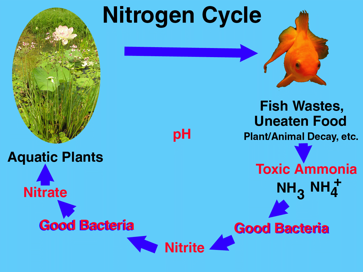 nitrogencycle1.gif