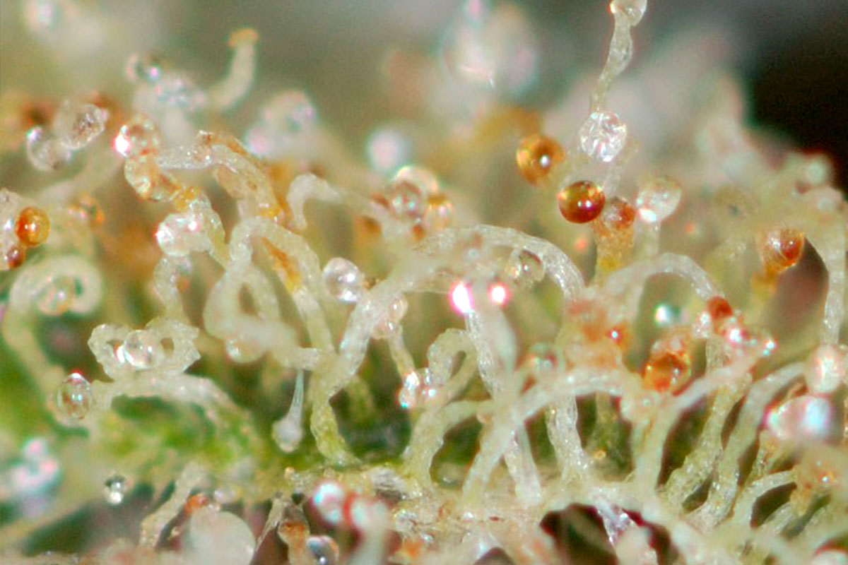 Amber-Trichomes.jpg