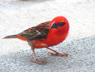 red%20finch.jpg