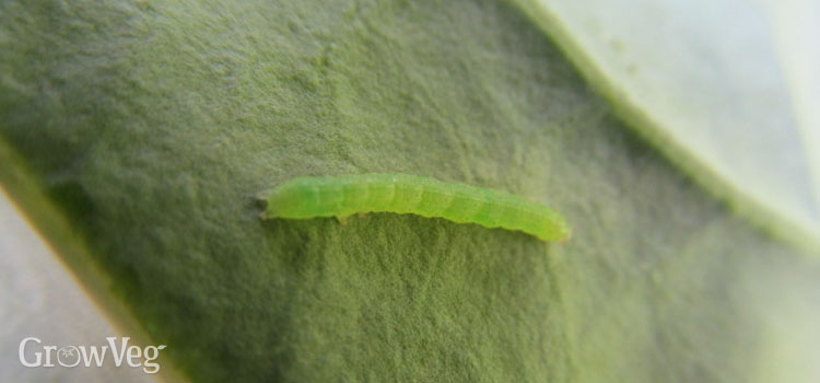 small-cabbage-white-caterpillar-2x.jpg
