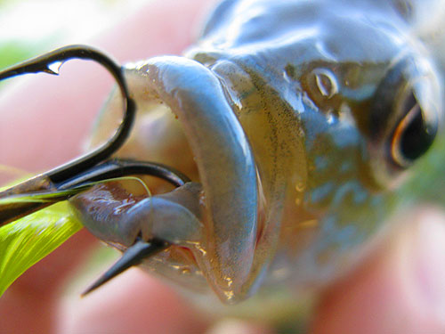 8-28-09-fish-hooked.jpg