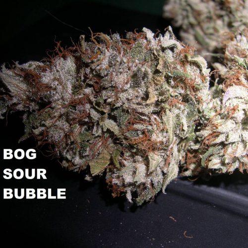 bog-sour-bubble-3-500x500.jpg