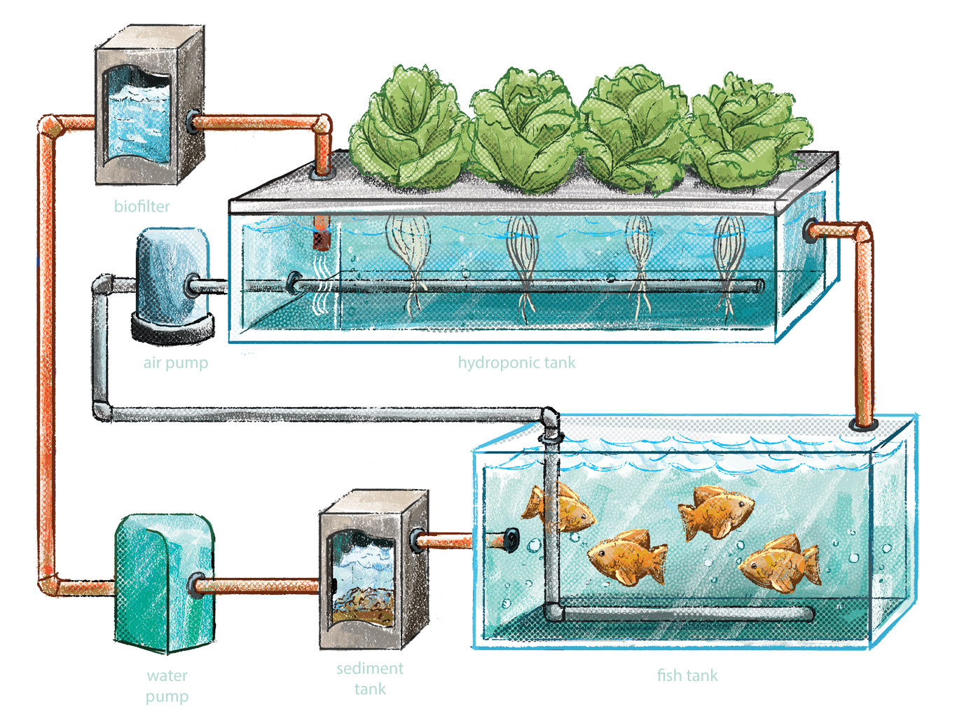 Closed-Aquaponics-V2-e1559154289927.png