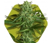 white-widow-haze.jpg