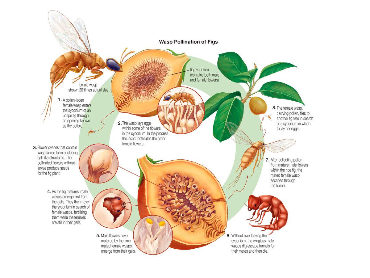 Figs and Wasps