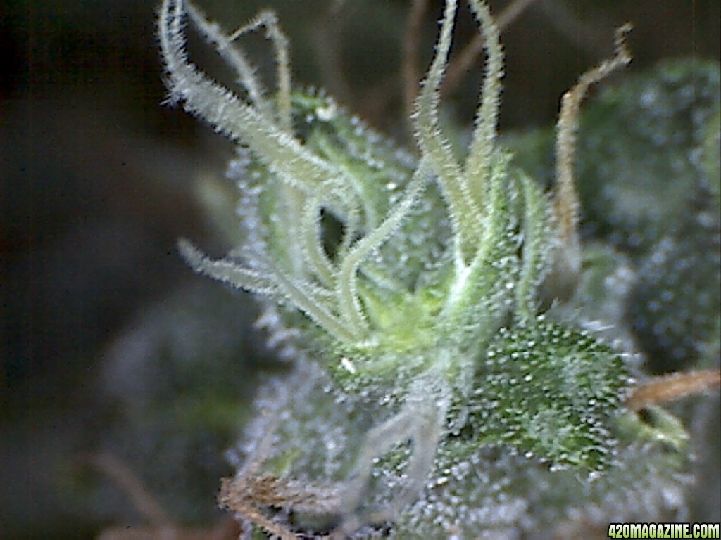 Trich03_2_.jpg