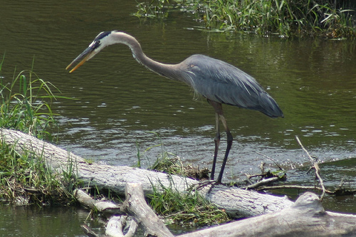 great-blue-heron.jpg