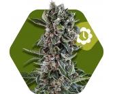 blueberry-cheese-autoflowering.jpg