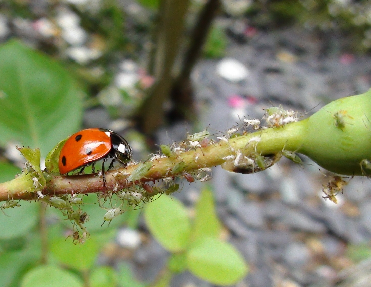 www.greengardener.co.uk