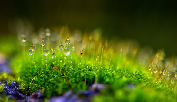 moss-dew-drops-_-green-e1425778487268.jpg