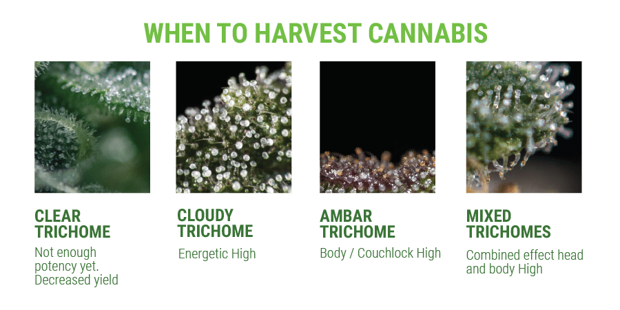 trichome-when-to-harvest.png