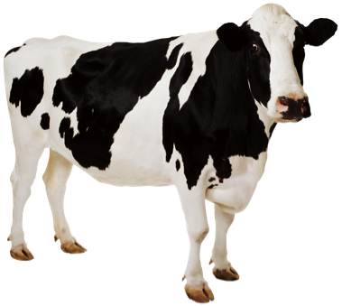 cow_PNG2132.png