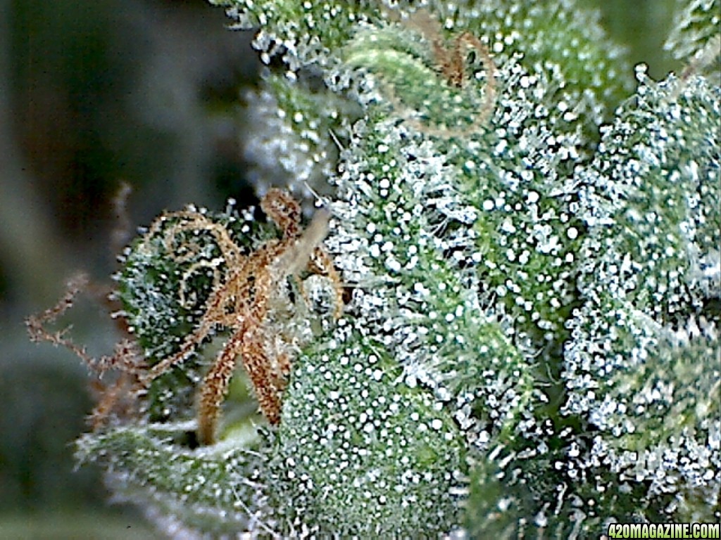 Trich04_2_.jpg